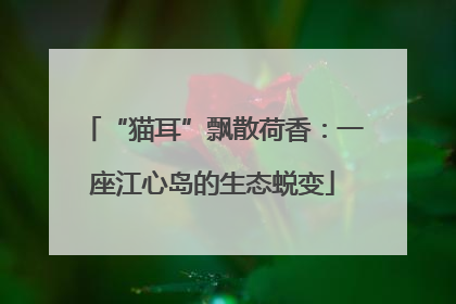 “猫耳”飘散荷香：一座江心岛的生态蜕变