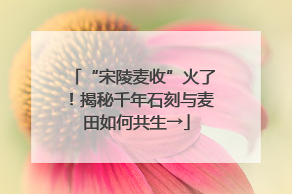 “宋陵麦收”火了！揭秘千年石刻与麦田如何共生→