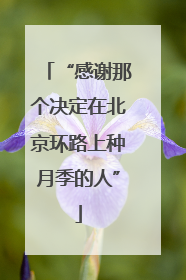 “感谢那个决定在北京环路上种月季的人”