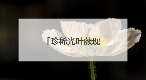 珍稀光叶蕨现身瓦屋山，刷新海拔最低纪录