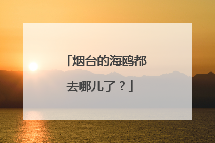 烟台的海鸥都去哪儿了？
