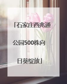 石家庄西兆通公园500株向日葵绽放