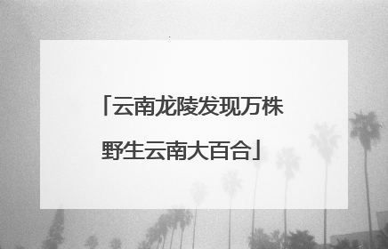 云南龙陵发现万株野生云南大百合