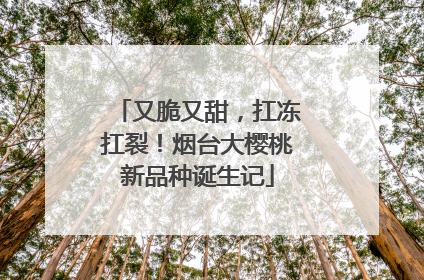 又脆又甜，扛冻扛裂！烟台大樱桃新品种诞生记