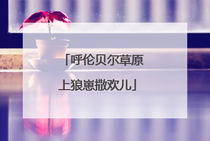 呼伦贝尔草原上狼崽撒欢儿