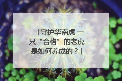 守护华南虎 一只“合格”的老虎是如何养成的？