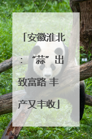 安徽淮北：“蒜”出致富路 丰产又丰收