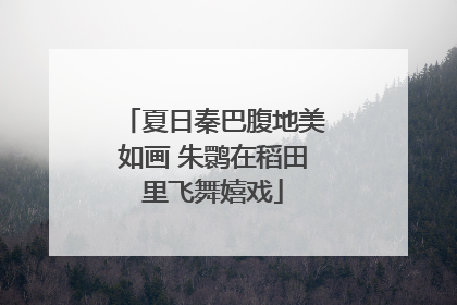 夏日秦巴腹地美如画 朱鹮在稻田里飞舞嬉戏