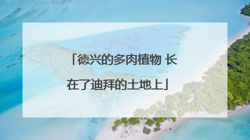 德兴的多肉植物 长在了迪拜的土地上