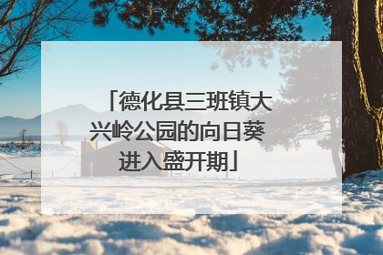 德化县三班镇大兴岭公园的向日葵进入盛开期