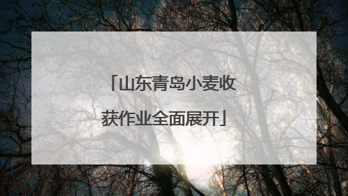 山东青岛小麦收获作业全面展开
