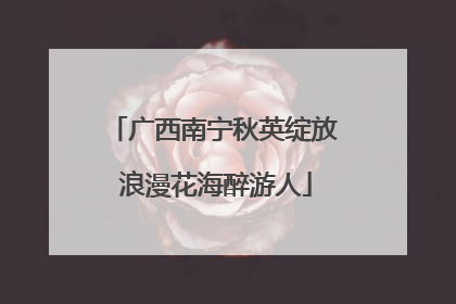 广西南宁秋英绽放 浪漫花海醉游人
