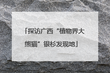 探访广西“植物界大熊猫”银杉发现地
