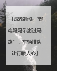 成都街头“野鸡妈妈带崽过马路”，车辆排队让行暖人心