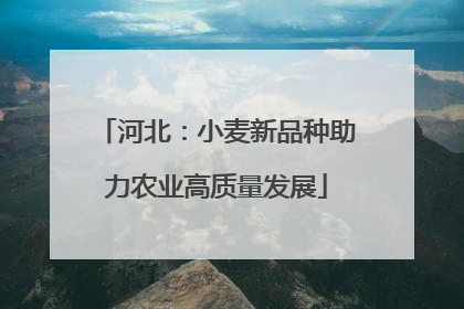 河北：小麦新品种助力农业高质量发展
