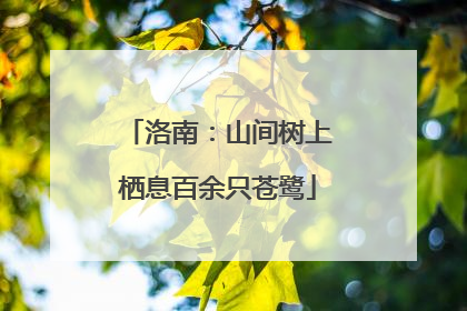 洛南：山间树上栖息百余只苍鹭