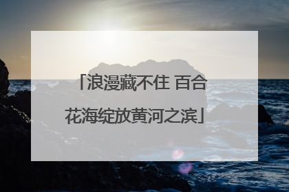 浪漫藏不住 百合花海绽放黄河之滨
