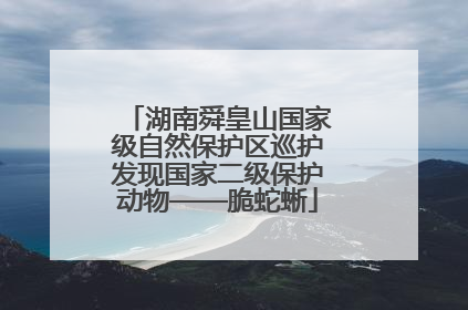 湖南舜皇山国家级自然保护区巡护发现国家二级保护动物——脆蛇蜥