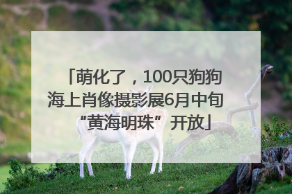 萌化了，100只狗狗海上肖像摄影展6月中旬“黄海明珠”开放