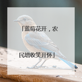 蓝莓花开，农民增收笑开怀