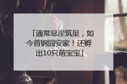 通常悬崖筑巢，如今首钢园安家！还孵出10只萌宝宝