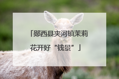 郧西县夹河镇茉莉花开好“钱景”