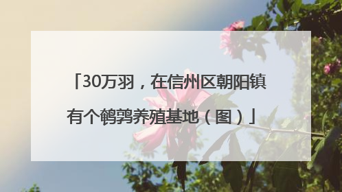 30万羽，在信州区朝阳镇有个鹌鹑养殖基地（图）