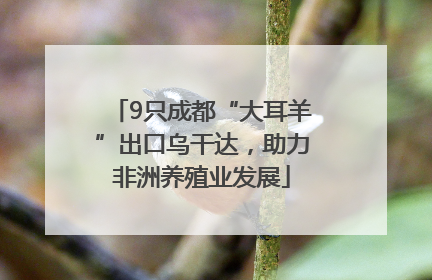 9只成都“大耳羊”出口乌干达，助力非洲养殖业发展